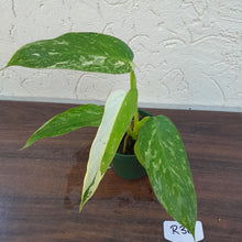 Load image into Gallery viewer, #R36 Philodendron Jose Buono