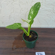 Load image into Gallery viewer, #R36 Philodendron Jose Buono