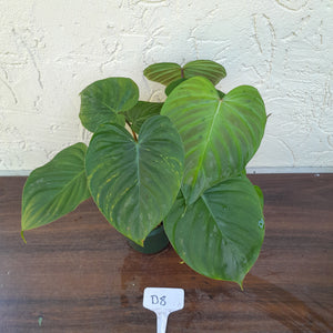 #D8 Philodendron Majestic