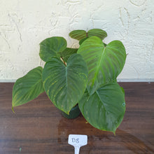 Load image into Gallery viewer, #D8 Philodendron Majestic