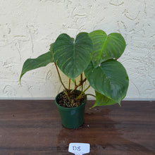 Load image into Gallery viewer, #D8 Philodendron Majestic