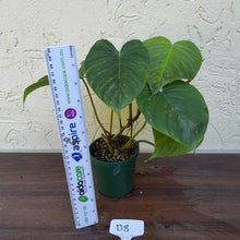 Load image into Gallery viewer, #D8 Philodendron Majestic