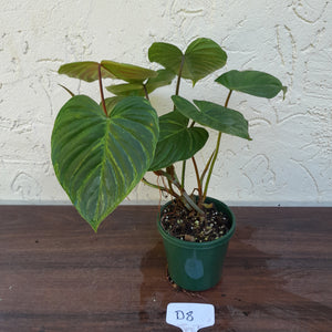 #D8 Philodendron Majestic