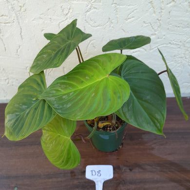 #D8 Philodendron Majestic
