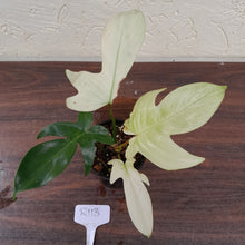 Load image into Gallery viewer, #R113 Philodendron Florida Ghost - Non TC