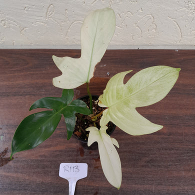 #R113 Philodendron Florida Ghost - Non TC