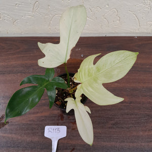 #R113 Philodendron Florida Ghost - Non TC