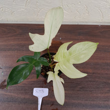 Load image into Gallery viewer, #R113 Philodendron Florida Ghost - Non TC