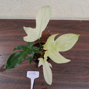 #R113 Philodendron Florida Ghost - Non TC