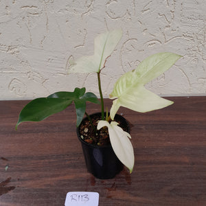 #R113 Philodendron Florida Ghost - Non TC