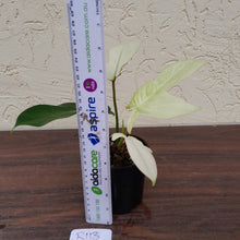Load image into Gallery viewer, #R113 Philodendron Florida Ghost - Non TC