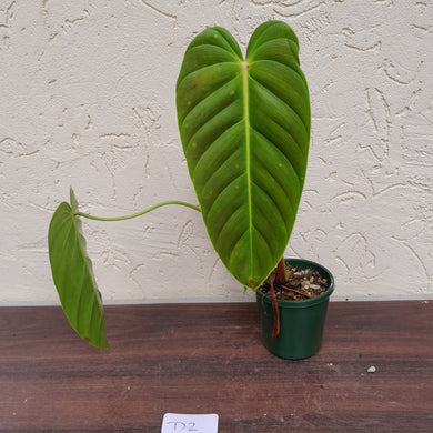 #D2 Philodendron Esmeraldense