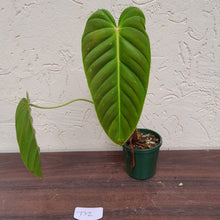 Load image into Gallery viewer, #D2 Philodendron Esmeraldense