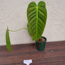 Load image into Gallery viewer, #D2 Philodendron Esmeraldense