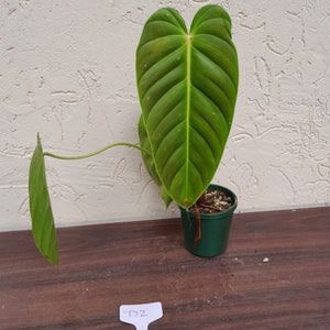 #D2 Philodendron Esmeraldense