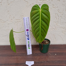 Load image into Gallery viewer, #D2 Philodendron Esmeraldense