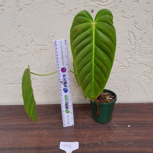 #D2 Philodendron Esmeraldense