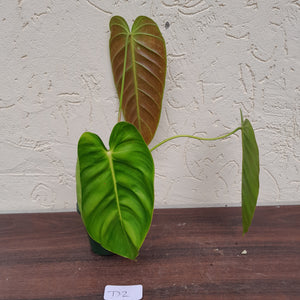 #D2 Philodendron Esmeraldense