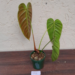 #D2 Philodendron Esmeraldense