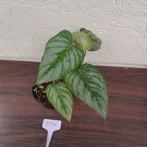 #D74 Philodendron Sodiroi