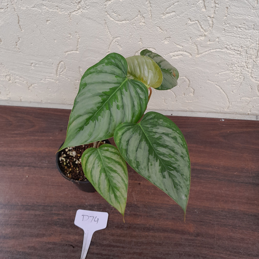 #D74 Philodendron Sodiroi