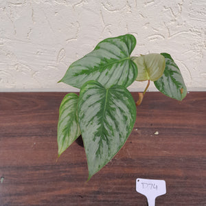 #D74 Philodendron Sodiroi