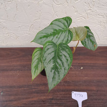 Load image into Gallery viewer, #D74 Philodendron Sodiroi