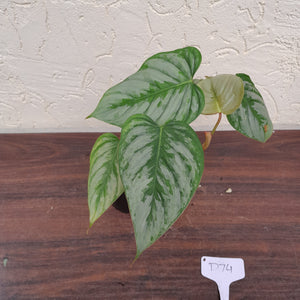 #D74 Philodendron Sodiroi