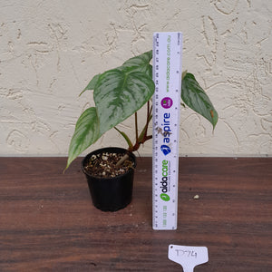 #D74 Philodendron Sodiroi