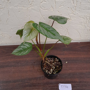 #D74 Philodendron Sodiroi