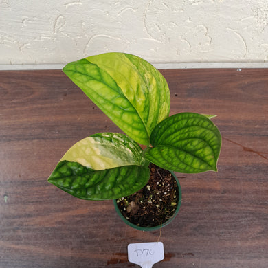 #D70 Variegated Monstera Peru
