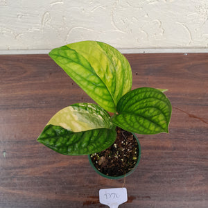#D70 Variegated Monstera Peru