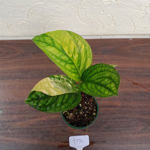 #D70 Variegated Monstera Peru