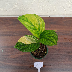 #D70 Variegated Monstera Peru
