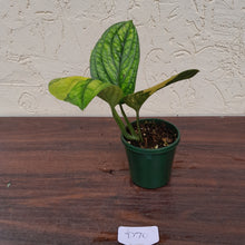 Load image into Gallery viewer, #D70 Variegated Monstera Peru