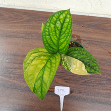Load image into Gallery viewer, #D70 Variegated Monstera Peru