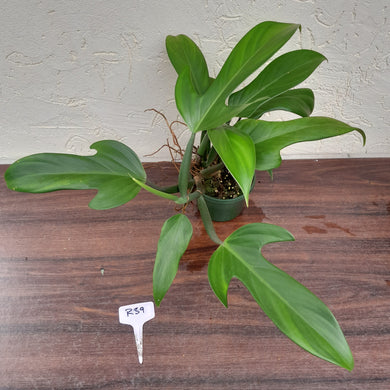 #R39 Large Philodendron Panduriforme