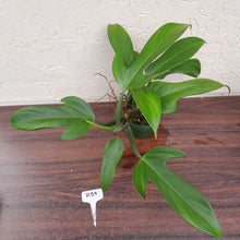 Load image into Gallery viewer, #R39 Large Philodendron Panduriforme