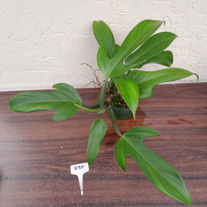 #R39 Large Philodendron Panduriforme