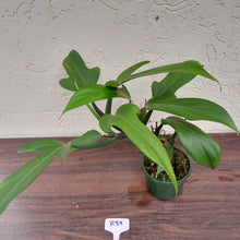 Load image into Gallery viewer, #R39 Large Philodendron Panduriforme