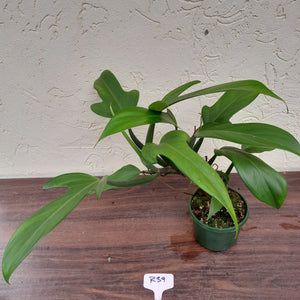 #R39 Large Philodendron Panduriforme