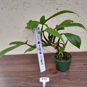 #R39 Large Philodendron Panduriforme