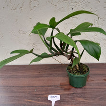 Load image into Gallery viewer, #R39 Large Philodendron Panduriforme