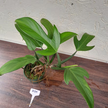 Load image into Gallery viewer, #R39 Large Philodendron Panduriforme