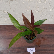 Load image into Gallery viewer, #D50 Medinilla Sp. Arfakensis