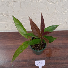 Load image into Gallery viewer, #D50 Medinilla Sp. Arfakensis