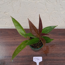 Load image into Gallery viewer, #D50 Medinilla Sp. Arfakensis