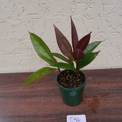 #D50 Medinilla Sp. Arfakensis