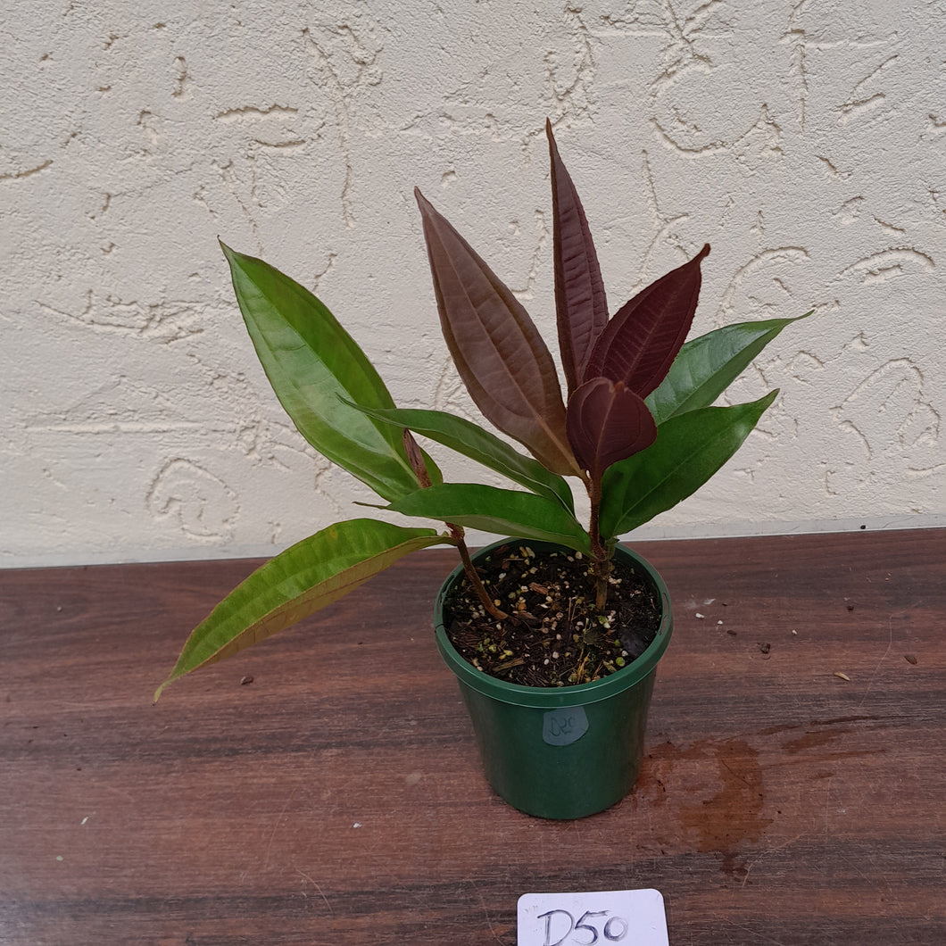 #D50 Medinilla Sp. Arfakensis