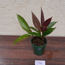 Load image into Gallery viewer, #D50 Medinilla Sp. Arfakensis